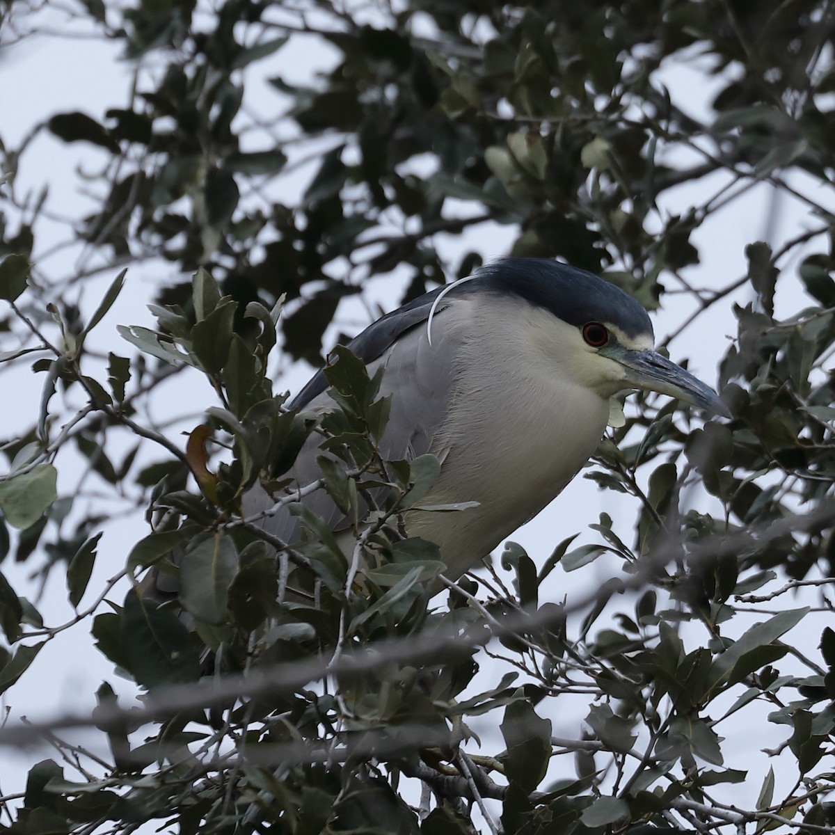 eBird Checklist 20 Jan 2024 Choke Canyon SPCalliham Unit