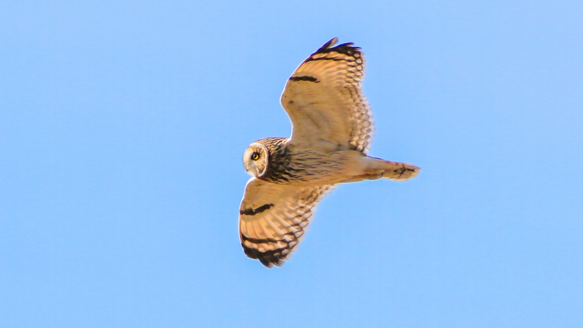 Short-eared Owl - ML613870744