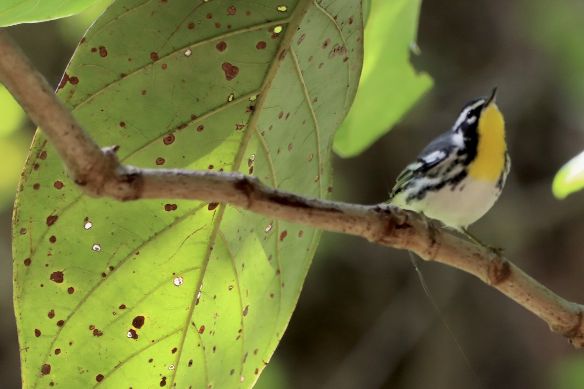 Yellow-throated Warbler - Robbin Mallett