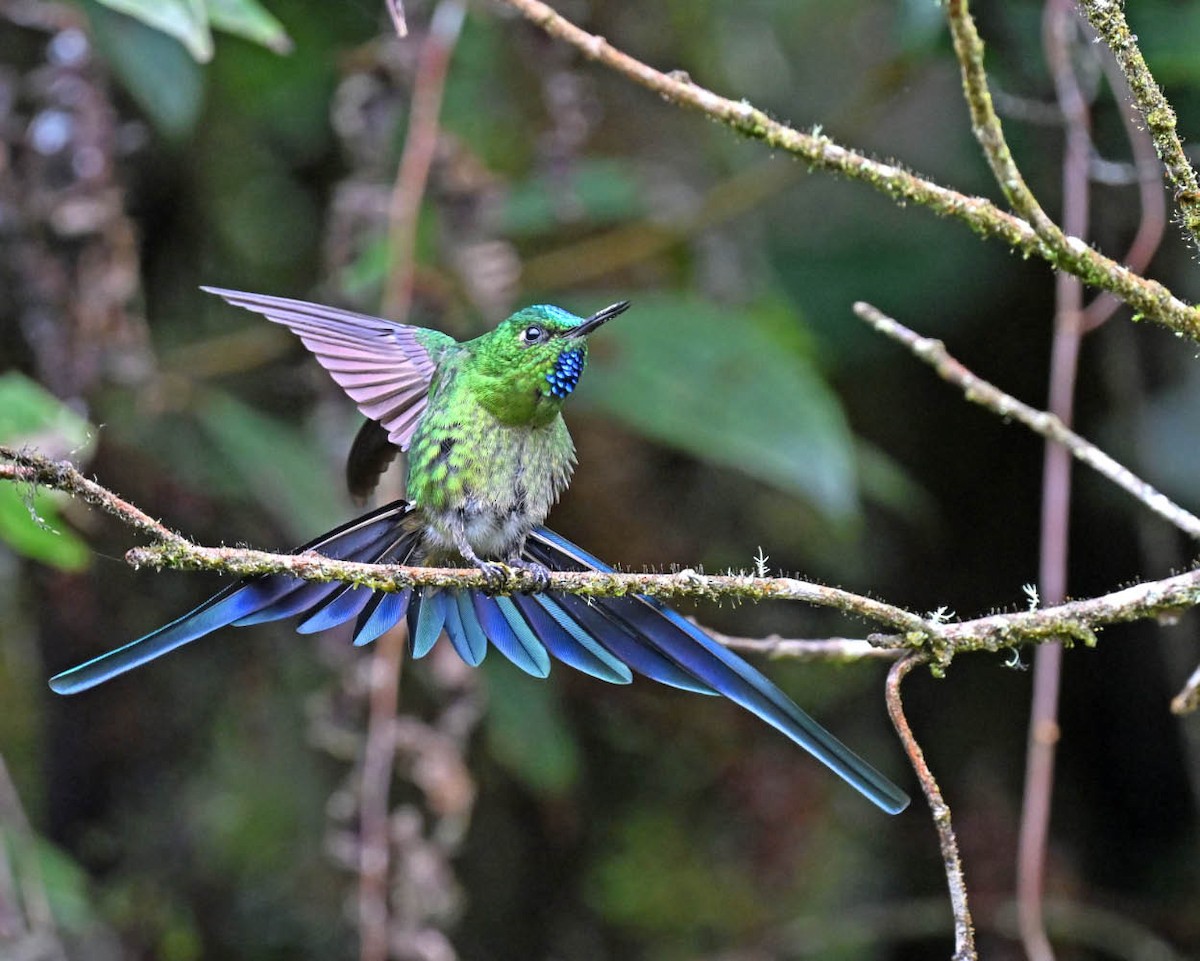 Long-tailed Sylph - ML613871056
