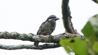 Hairy-breasted Barbet - Nick Addey
