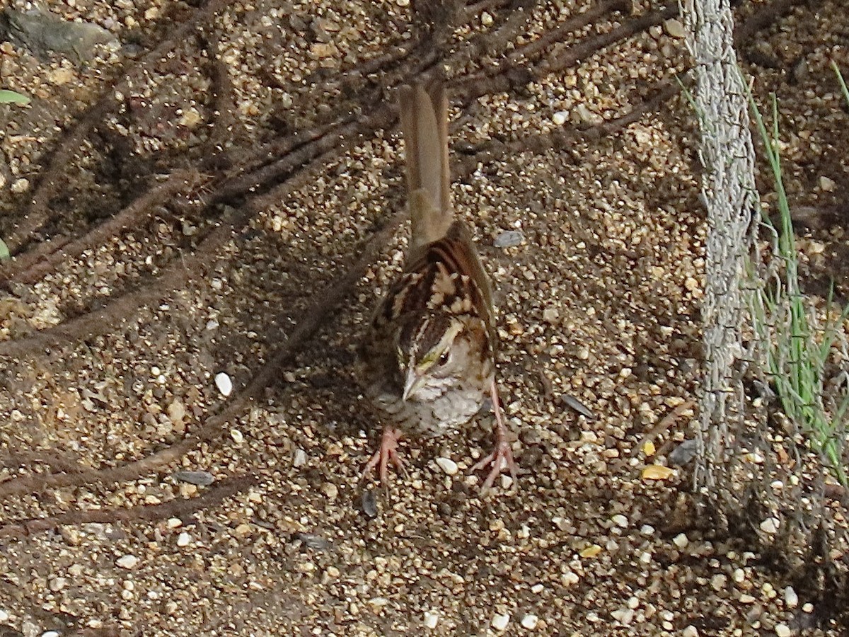 White-throated Sparrow - Alane Gray
