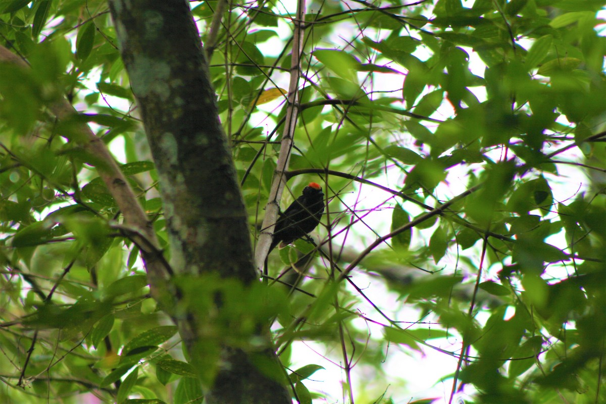 Flame-crested Tanager (Flame-crested) - ML613871305