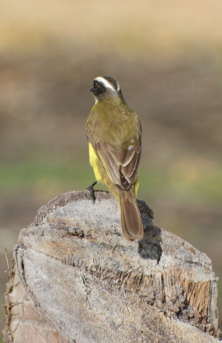 Social Flycatcher (Vermilion-crowned) - ML613871473