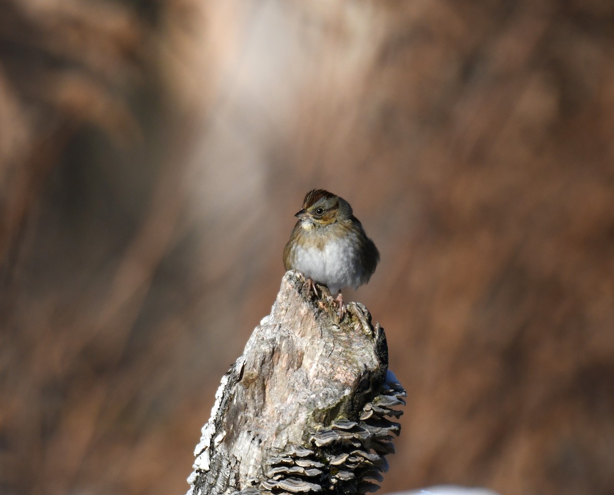 EBird Checklist 21 Jan 2024 Moose Hill Wildlife Sanctuary Mass   1200