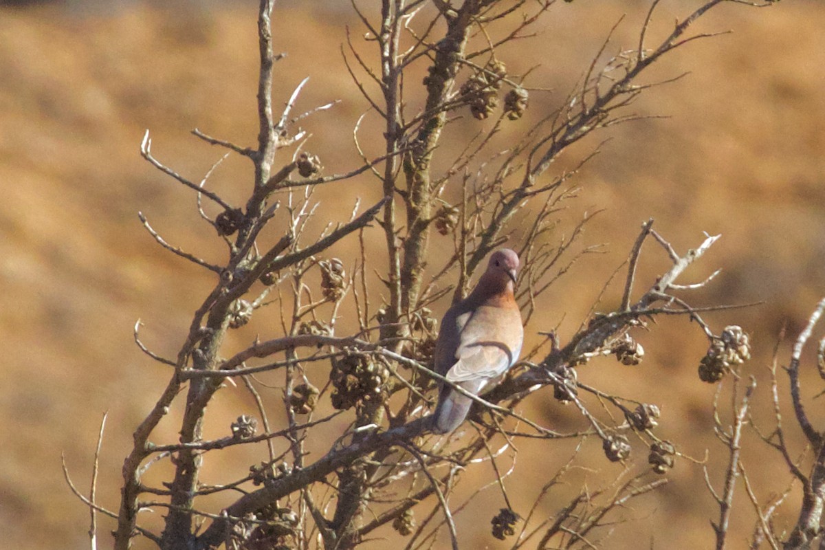 Laughing Dove - ML613871685