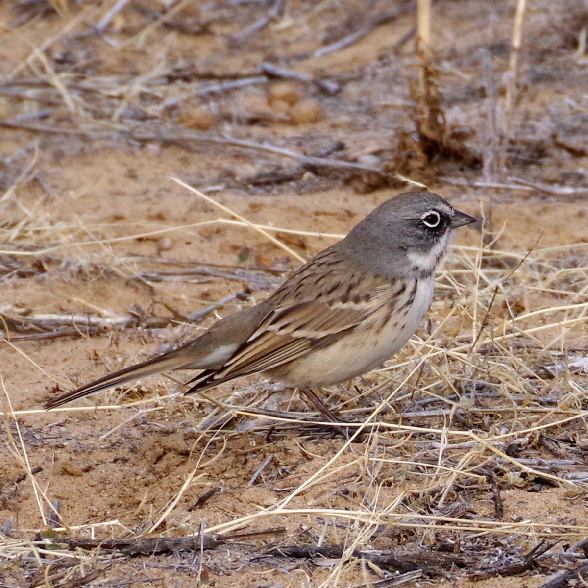 Sagebrush Sparrow - ML613871709