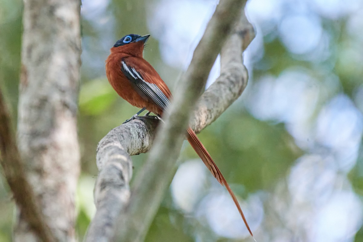 Malagasy Paradise-Flycatcher (Malagasy) - ML613871739
