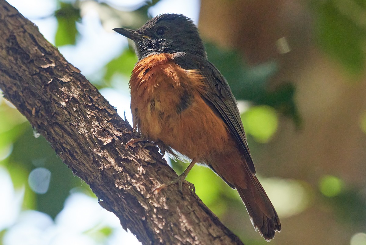 Malagasy Paradise-Flycatcher (Malagasy) - ML613871747