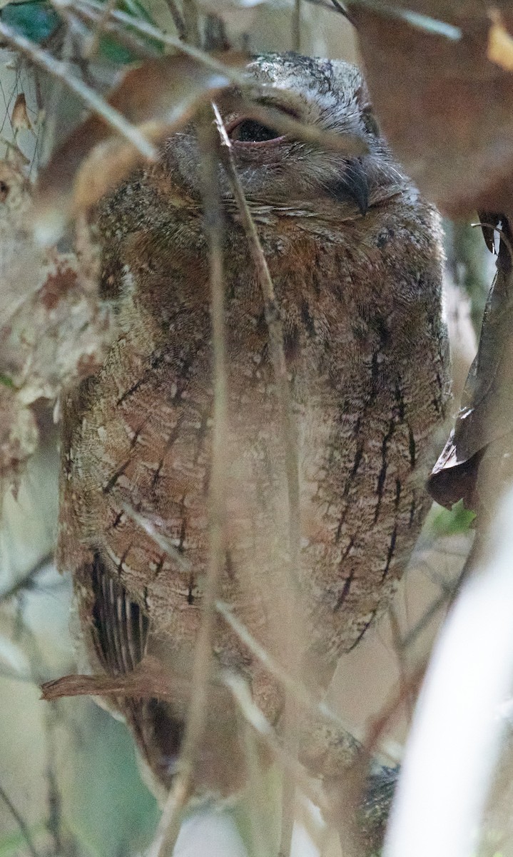 White-browed Owl - Sia McGown