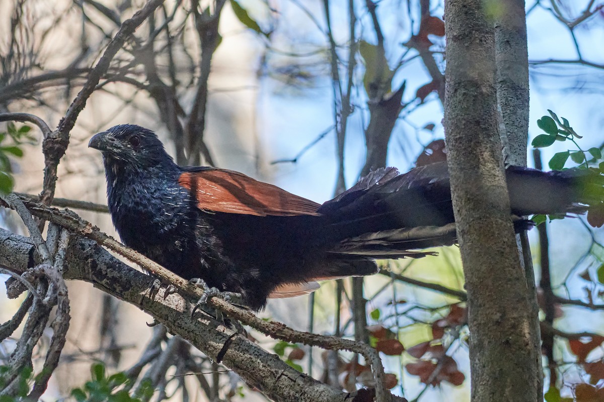 Malagasy Coucal - ML613871779