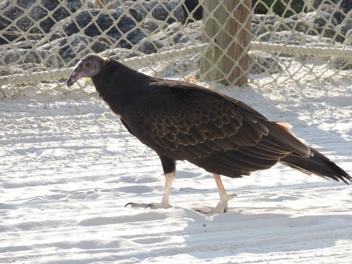Turkey Vulture - David Rudder