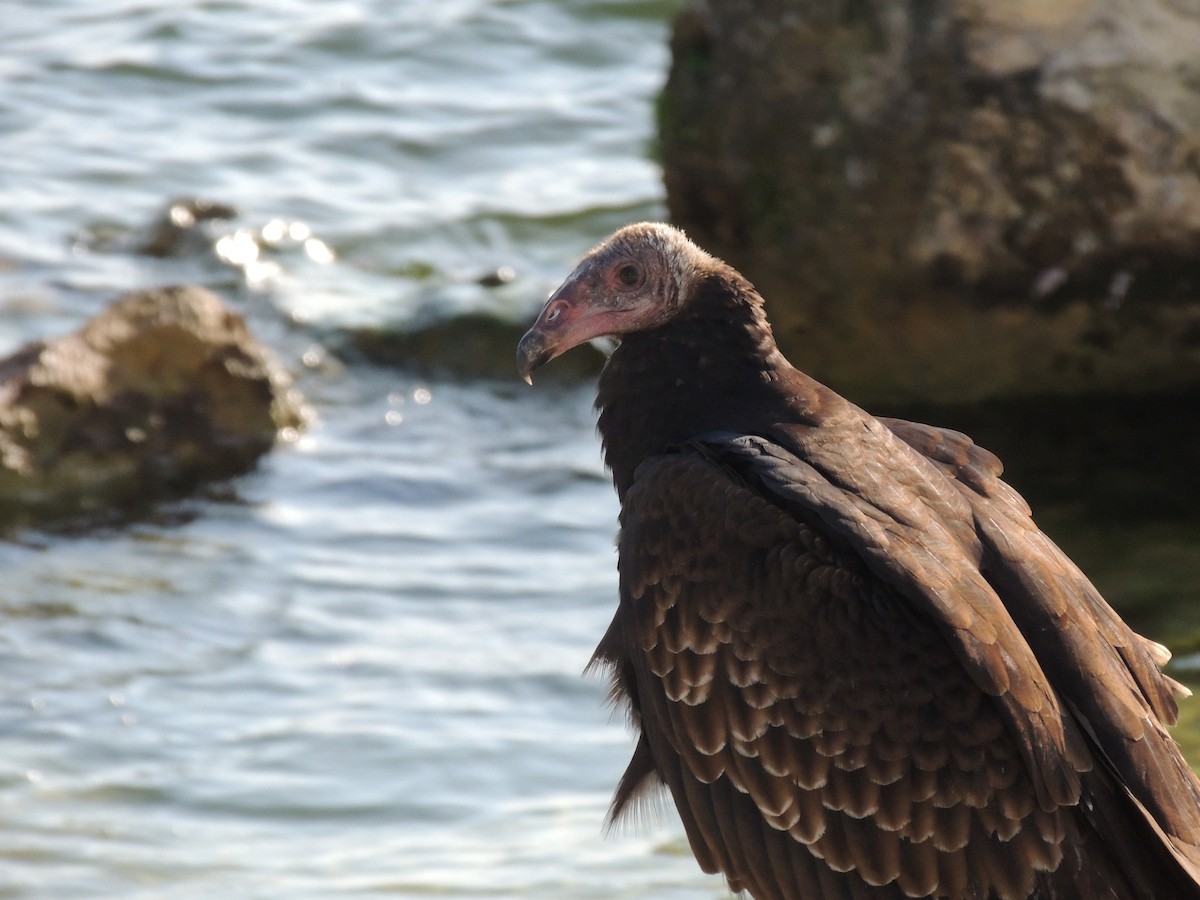 Turkey Vulture - ML613871824