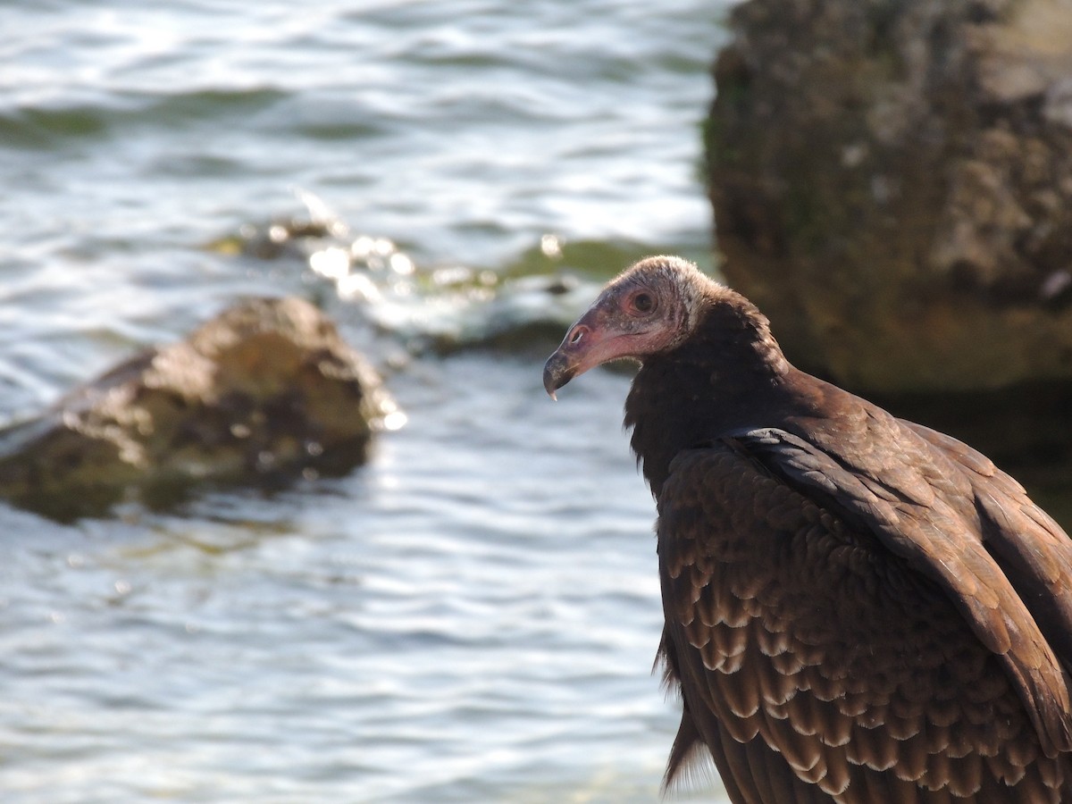 Turkey Vulture - David Rudder