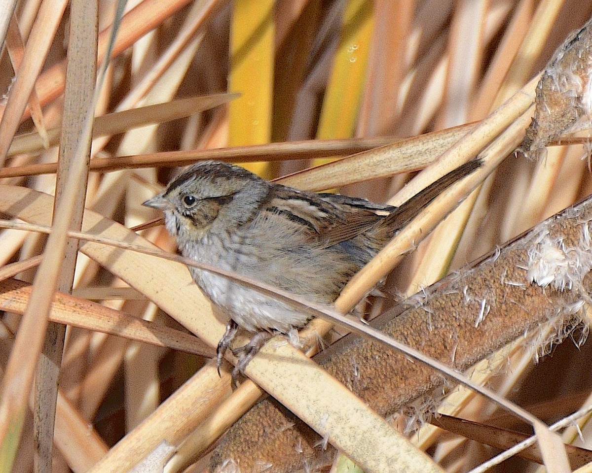Swamp Sparrow - ML613871926