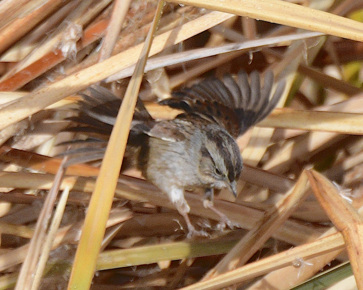 Swamp Sparrow - ML613872021