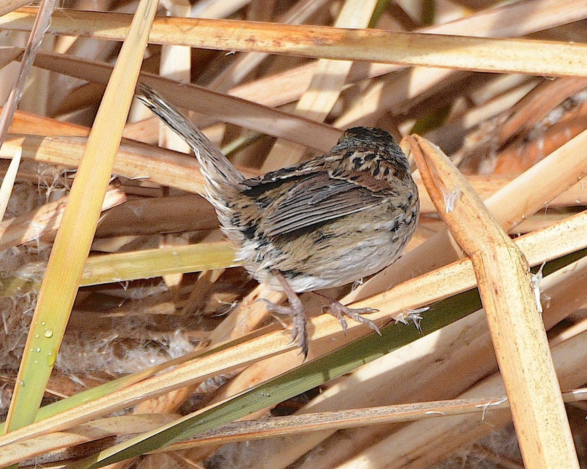 Swamp Sparrow - Ted Wolff