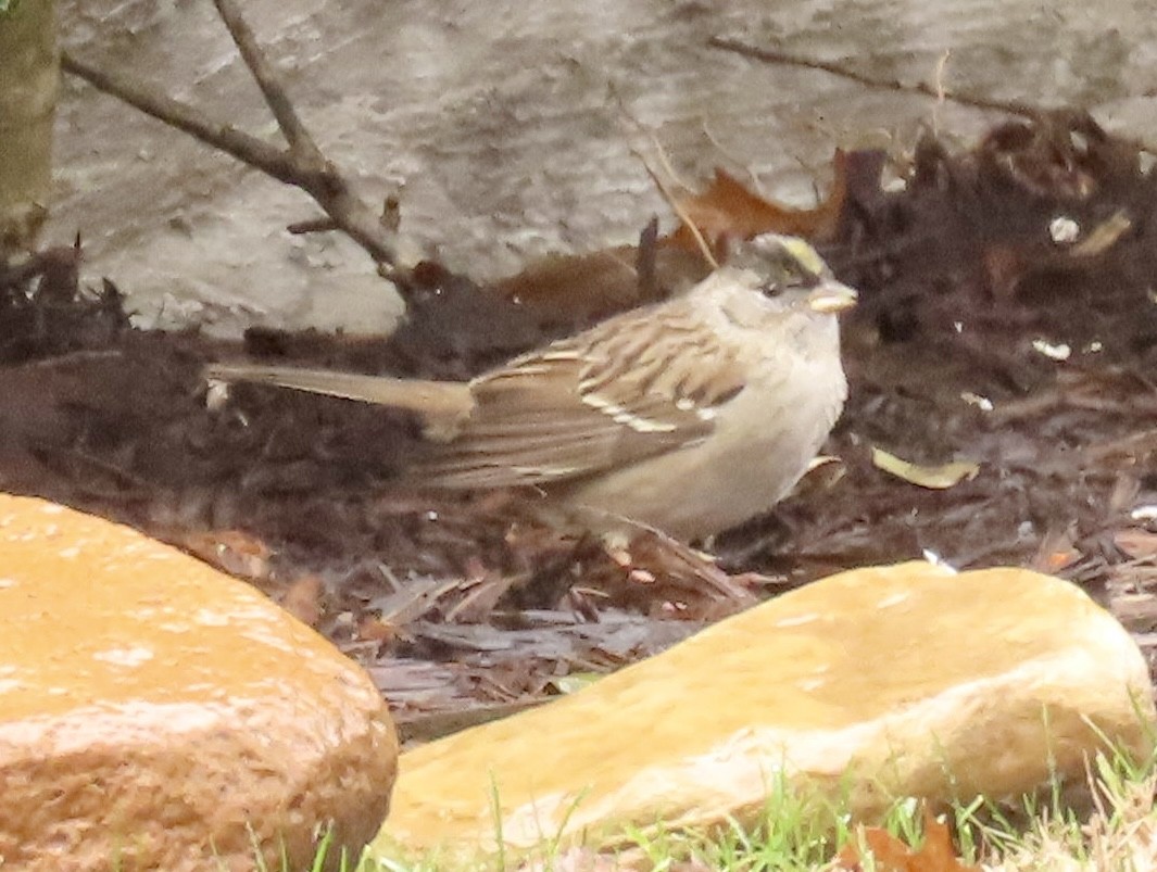 Golden-crowned Sparrow - ML613872068
