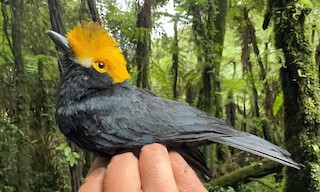  - Yellow-crested Helmetshrike