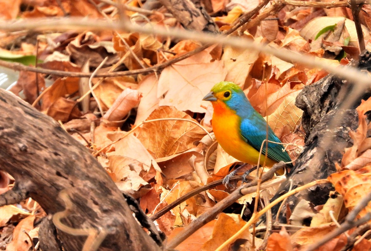 eBird Checklist 20 Jan 2024 Reserva de la Biosfera La Sepultura
