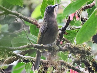  - Bismarck Honeyeater