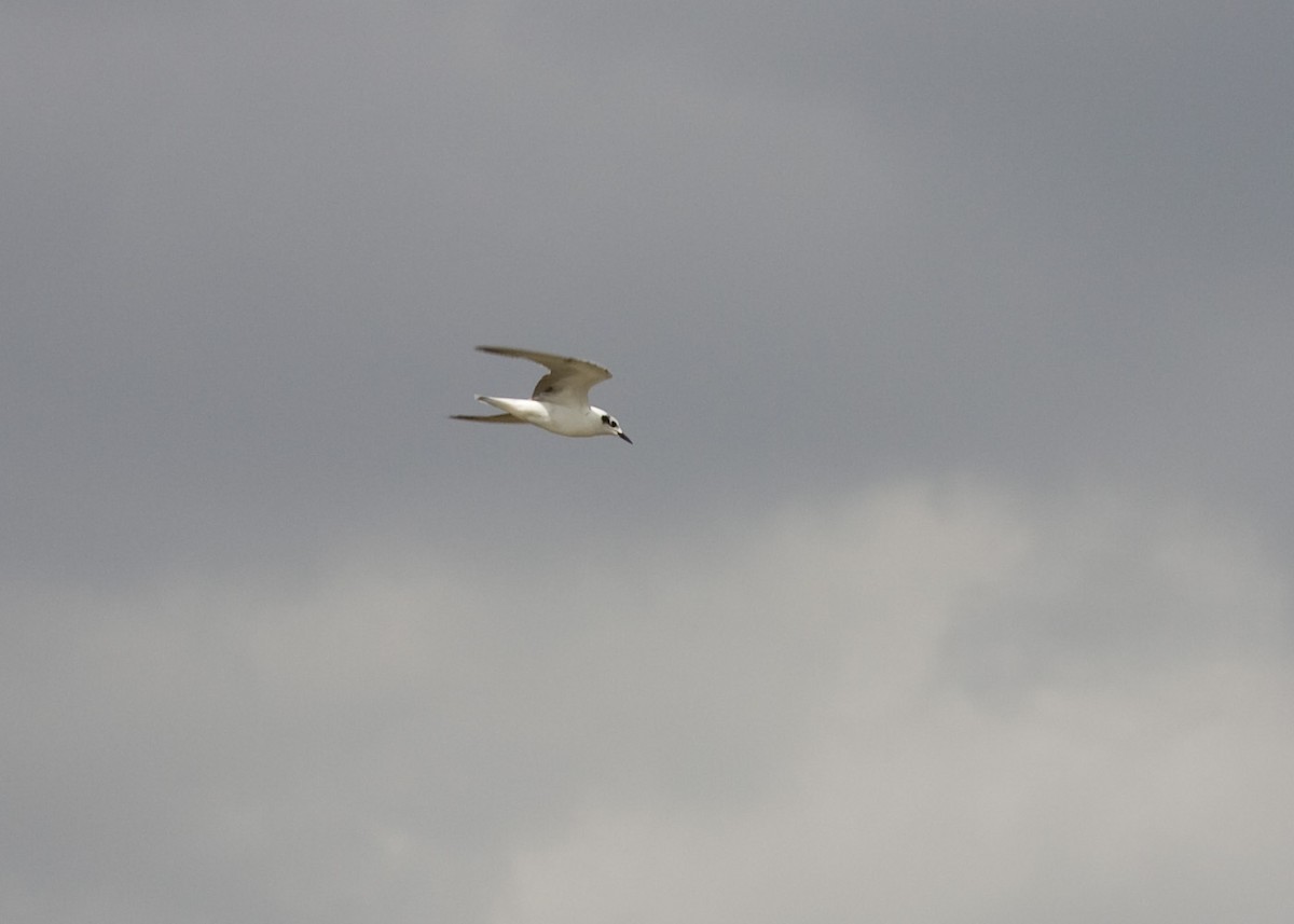 White-winged Tern - ML613872560