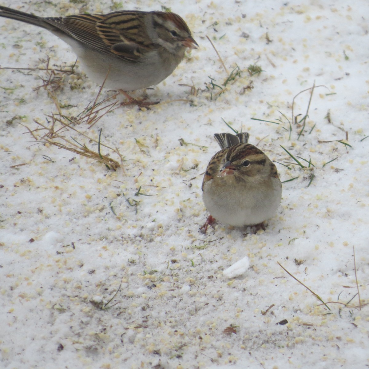 Chipping Sparrow - ML613872801
