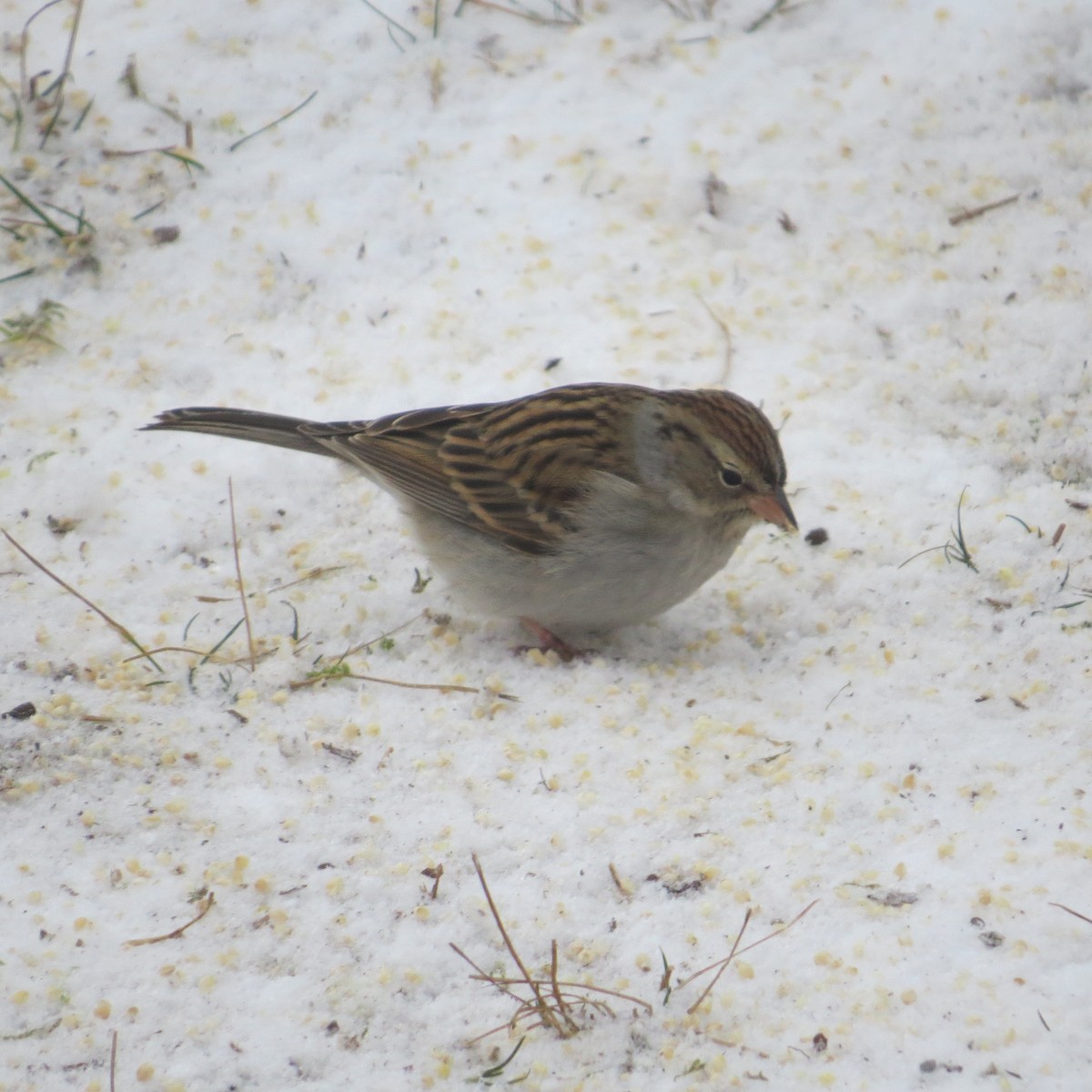 Chipping Sparrow - ML613872844