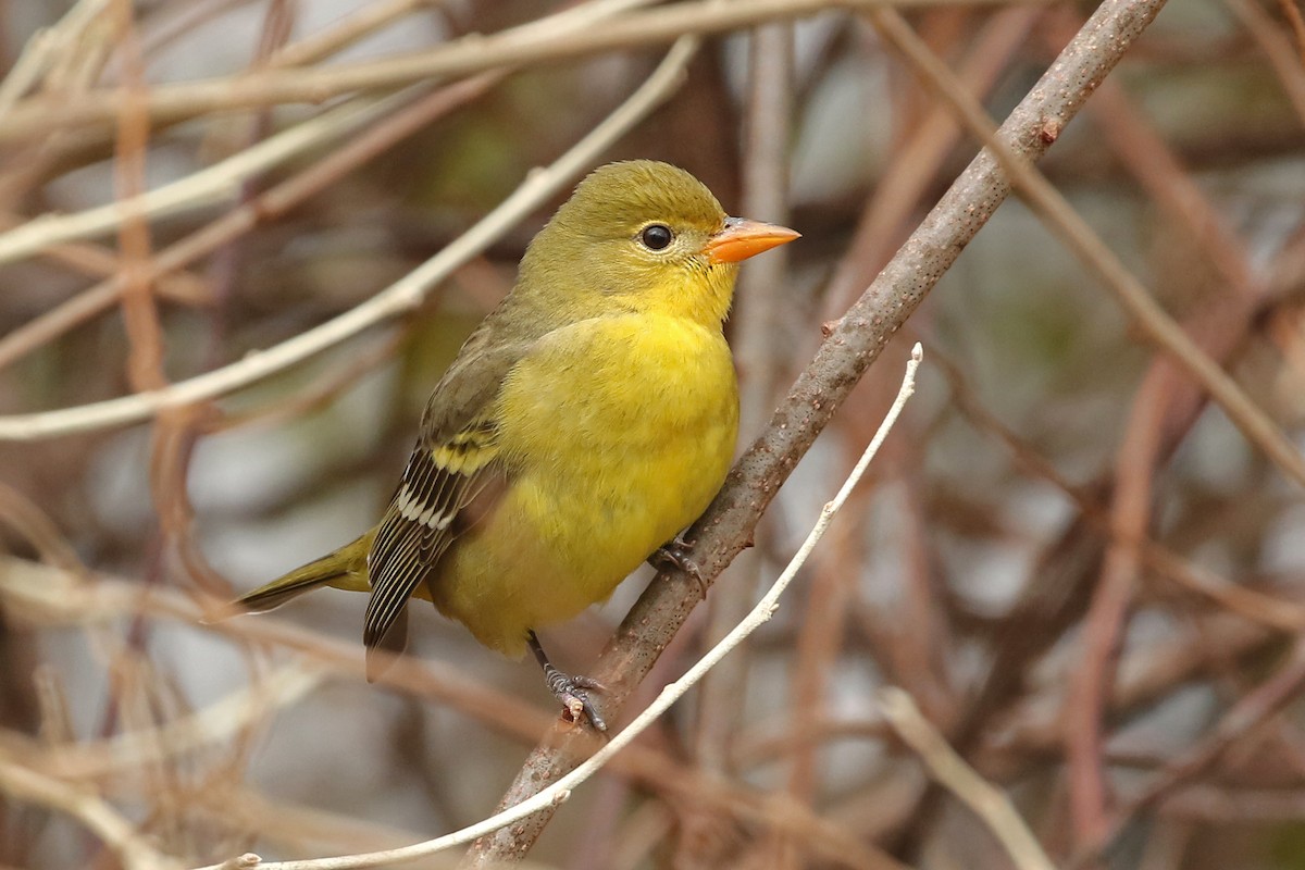 Western Tanager - ML613872923