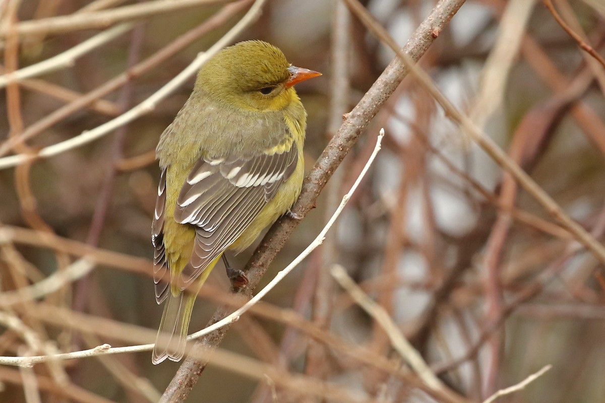 Western Tanager - ML613872924