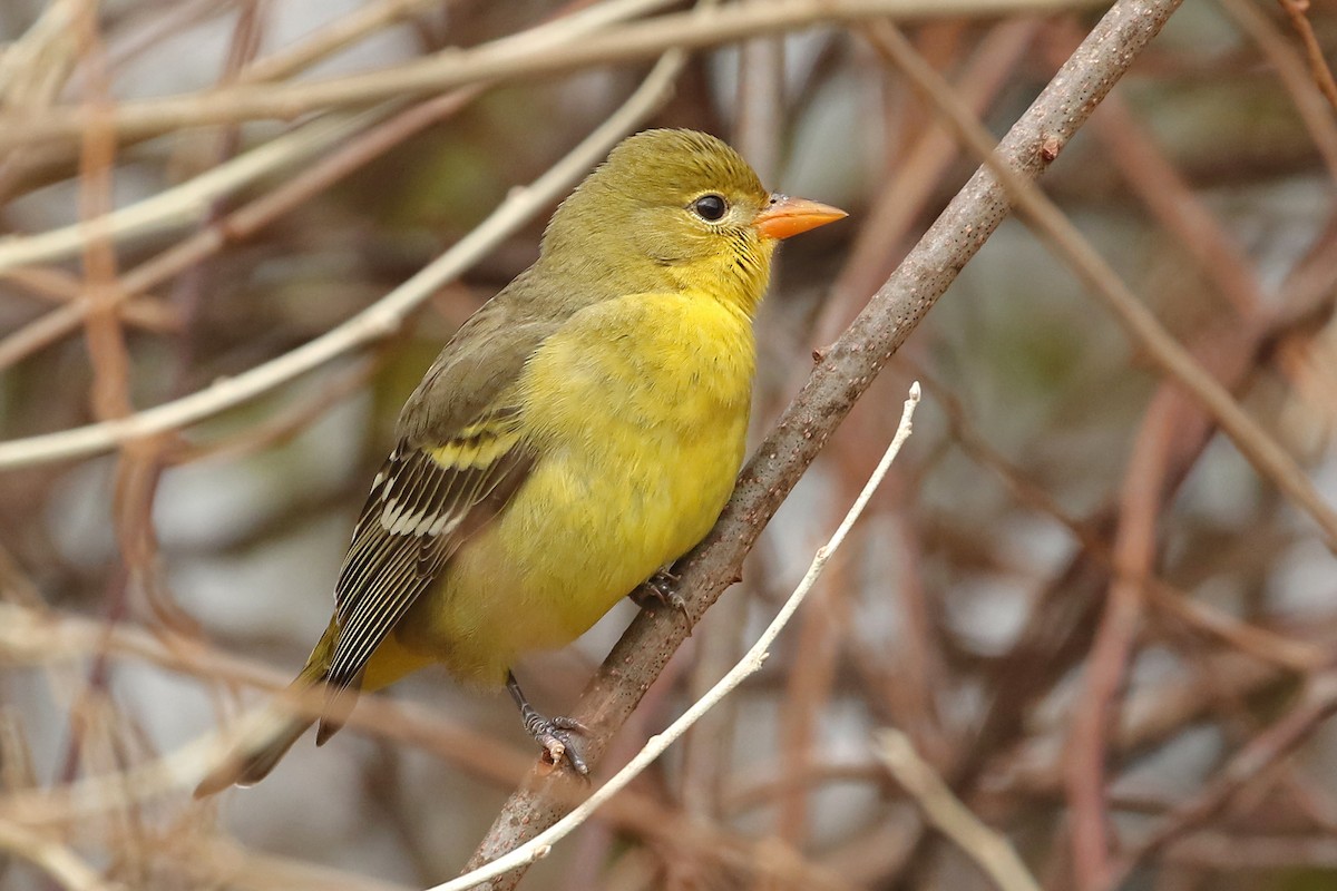 Western Tanager - ML613872925