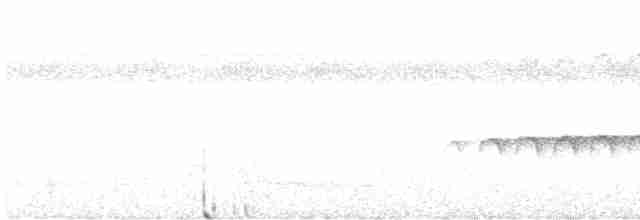 Weißband-Ameisenvogel - ML613872960