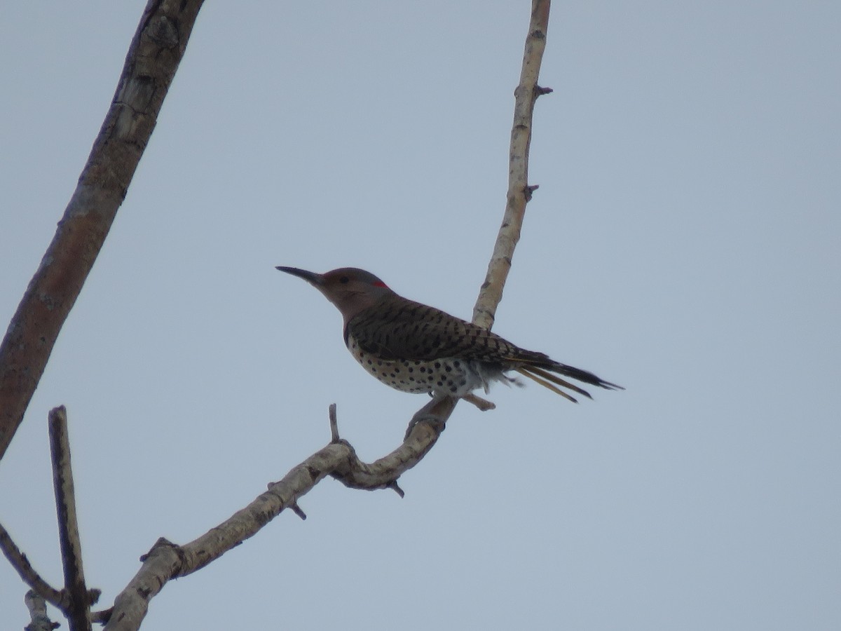 Northern Flicker (Yellow-shafted) - ML613872981