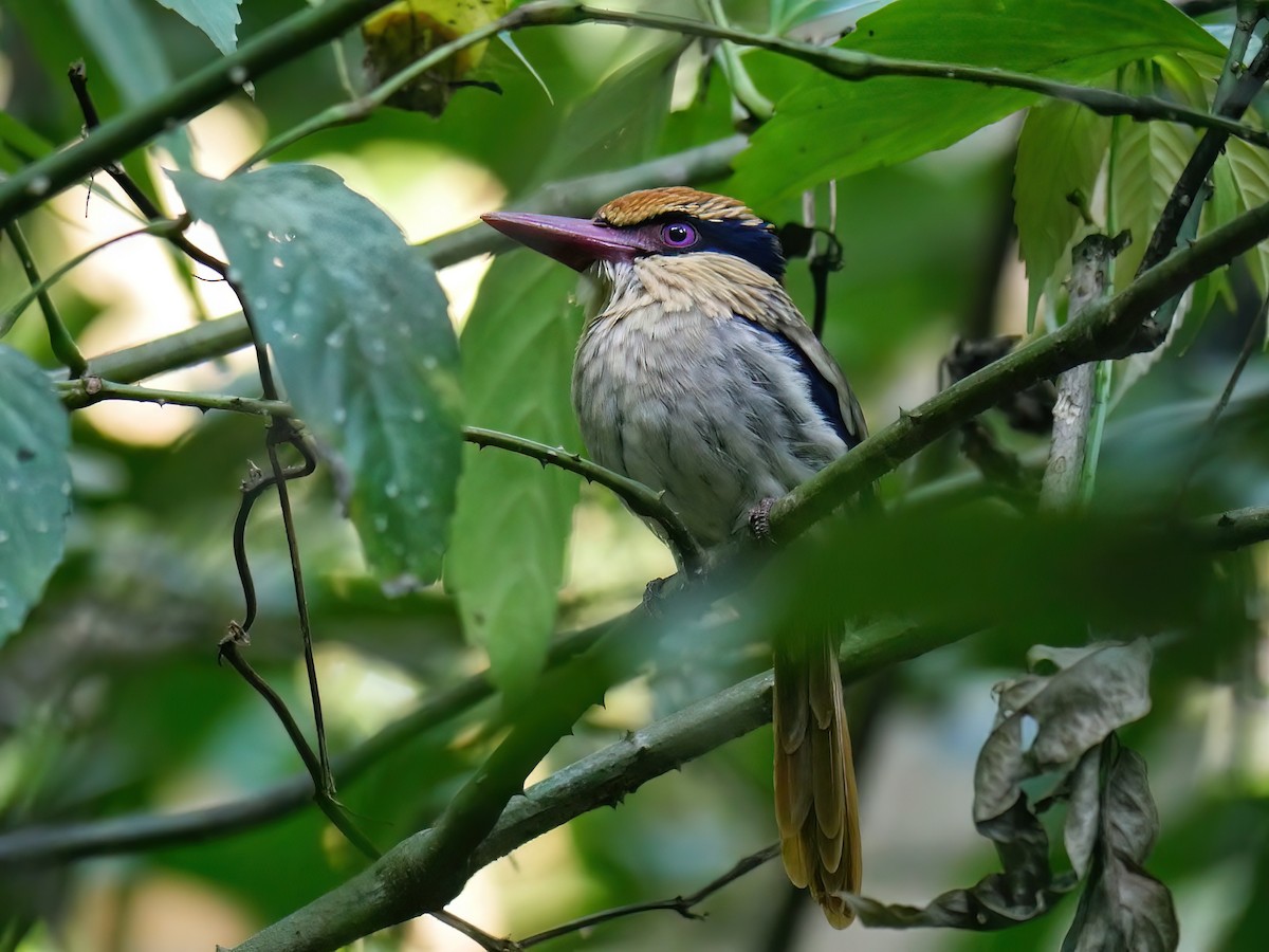 Sulawesi Lilac Kingfisher - ML613873355