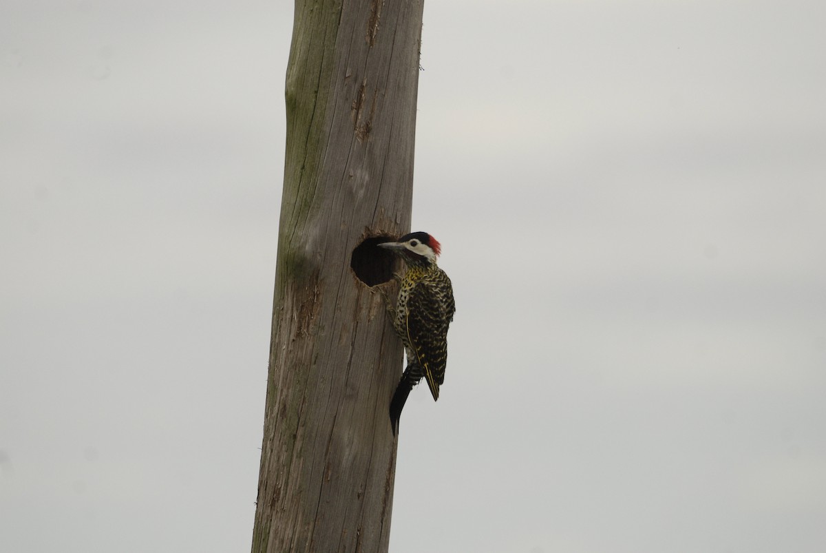 Green-barred Woodpecker - ML613873575