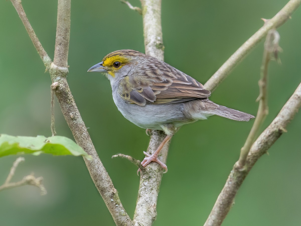 Yellow-browed Sparrow - Ammodramus aurifrons - Birds of the World