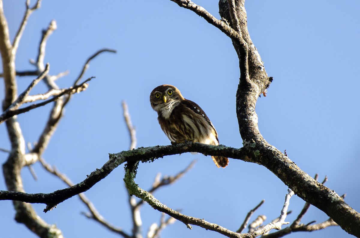 Ferruginous Pygmy-Owl - ML613874228