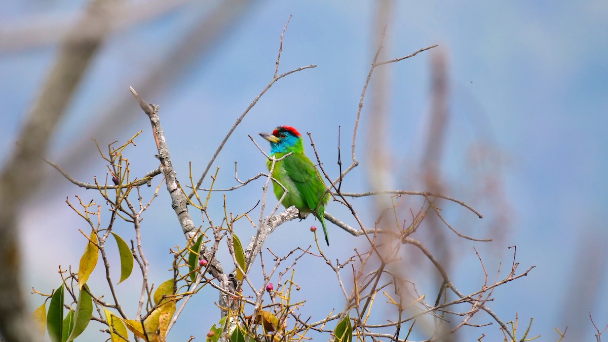 Blue-throated Barbet (Red-crowned) - ML613874248