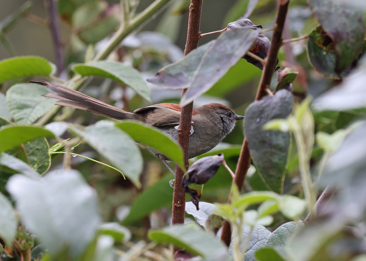 Silvery-throated Spinetail - ML613874381