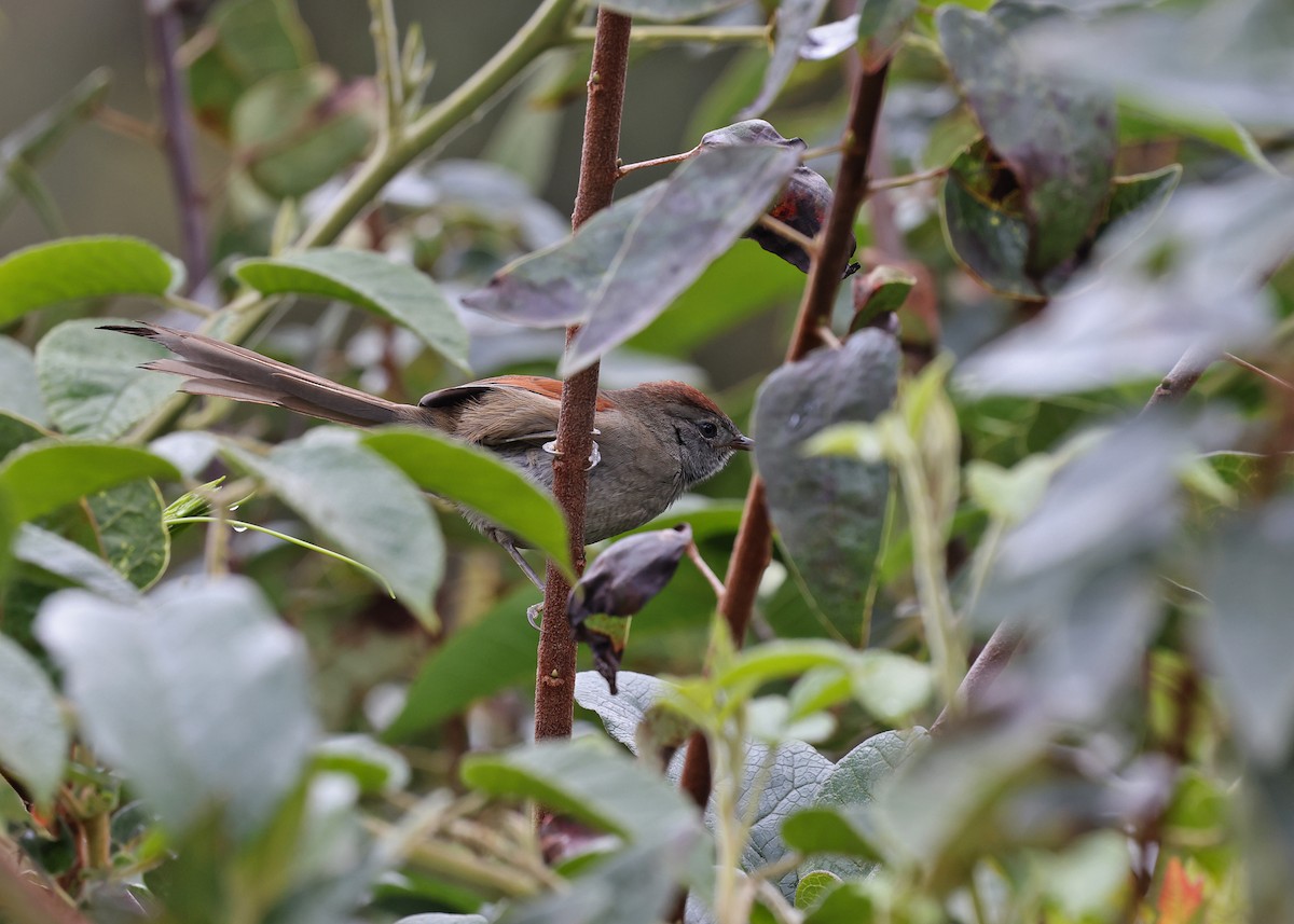 Silvery-throated Spinetail - ML613874382