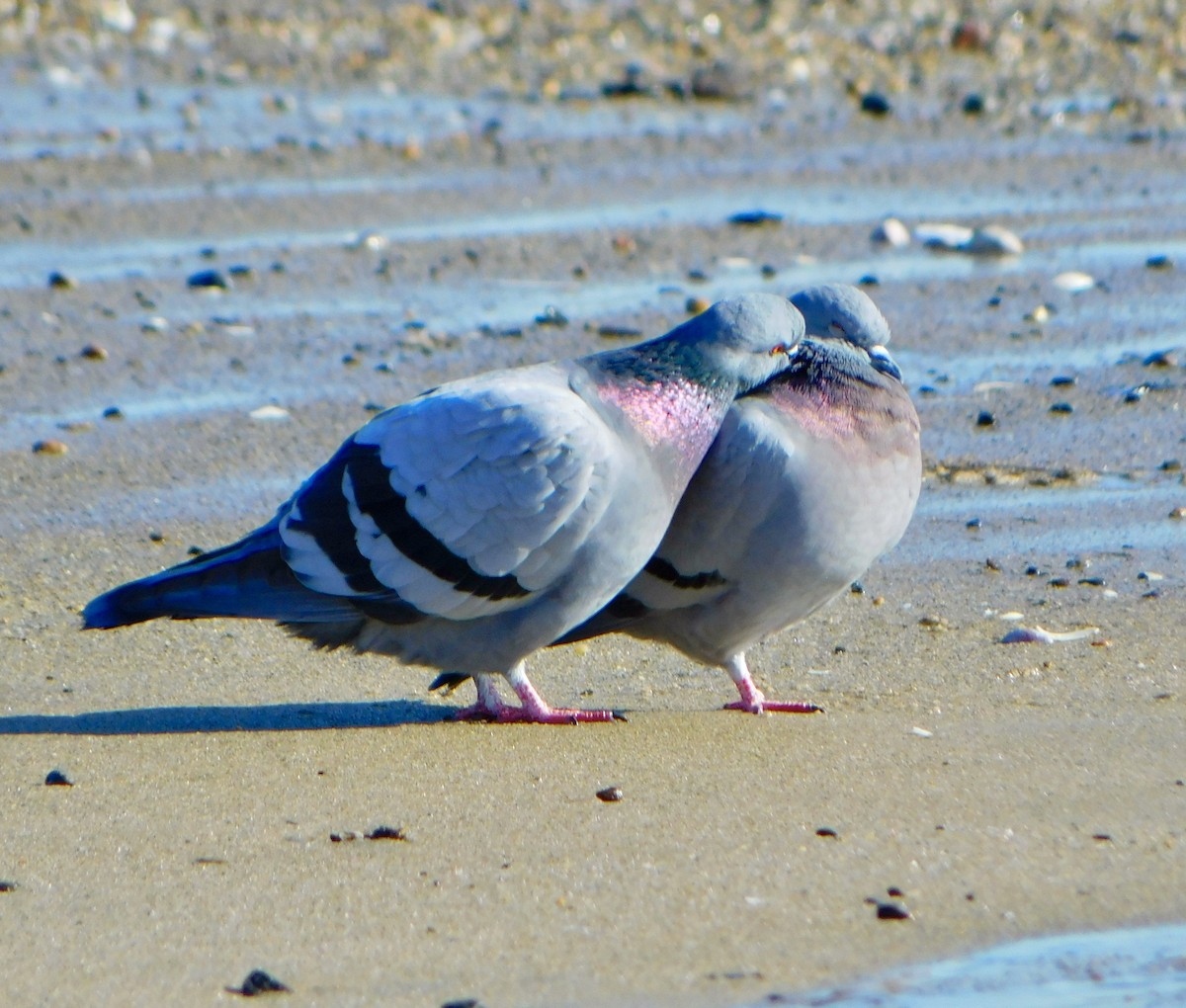 Rock Pigeon (Feral Pigeon) - ML613874460