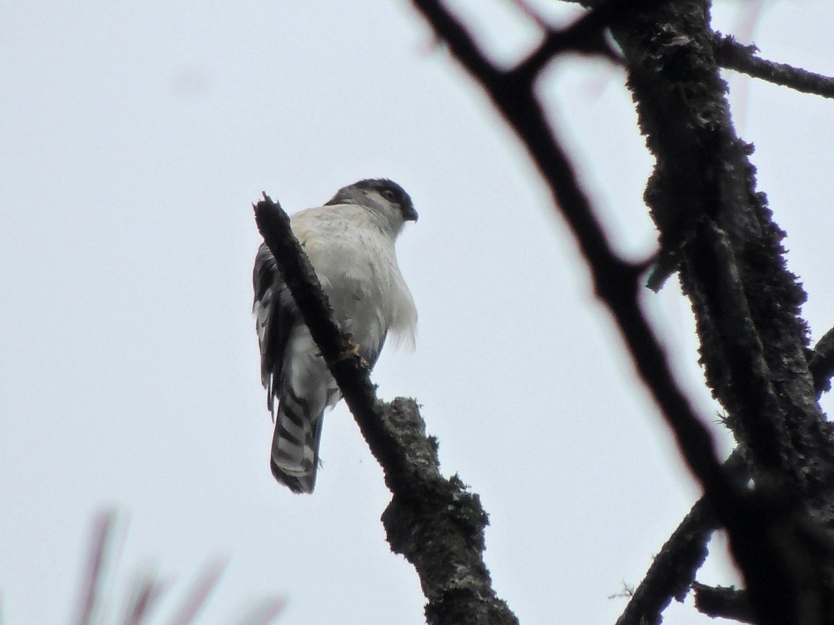 Sharp-shinned Hawk (White-breasted) - Pablo Chumil Birding Guatemala