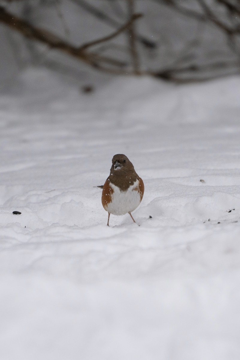 Ebird Checklist Jan Sarsaparilla Trail Species