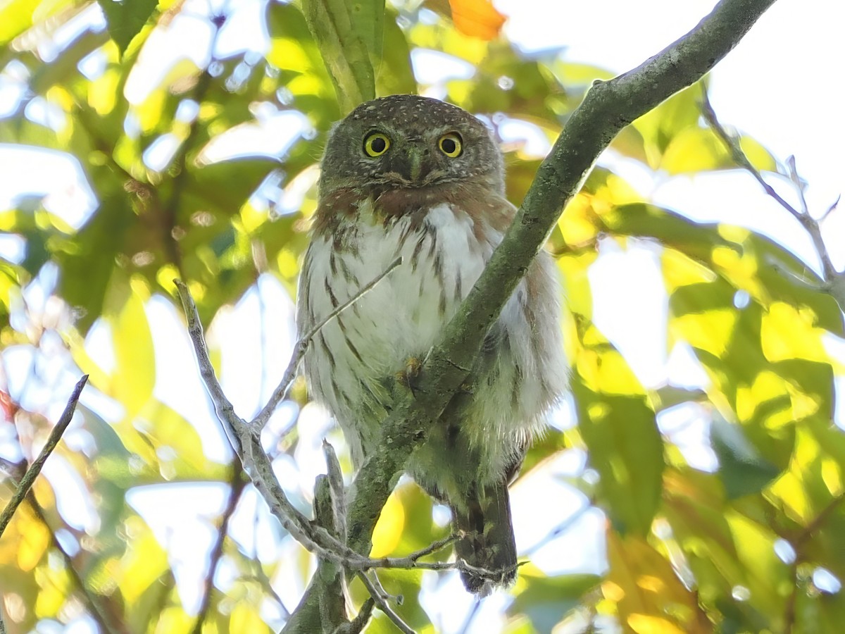 Colima Pygmy-Owl - ML613874567