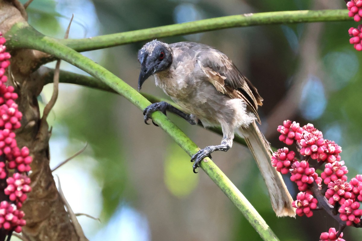 Helmeted Friarbird (Hornbill) - ML613874689