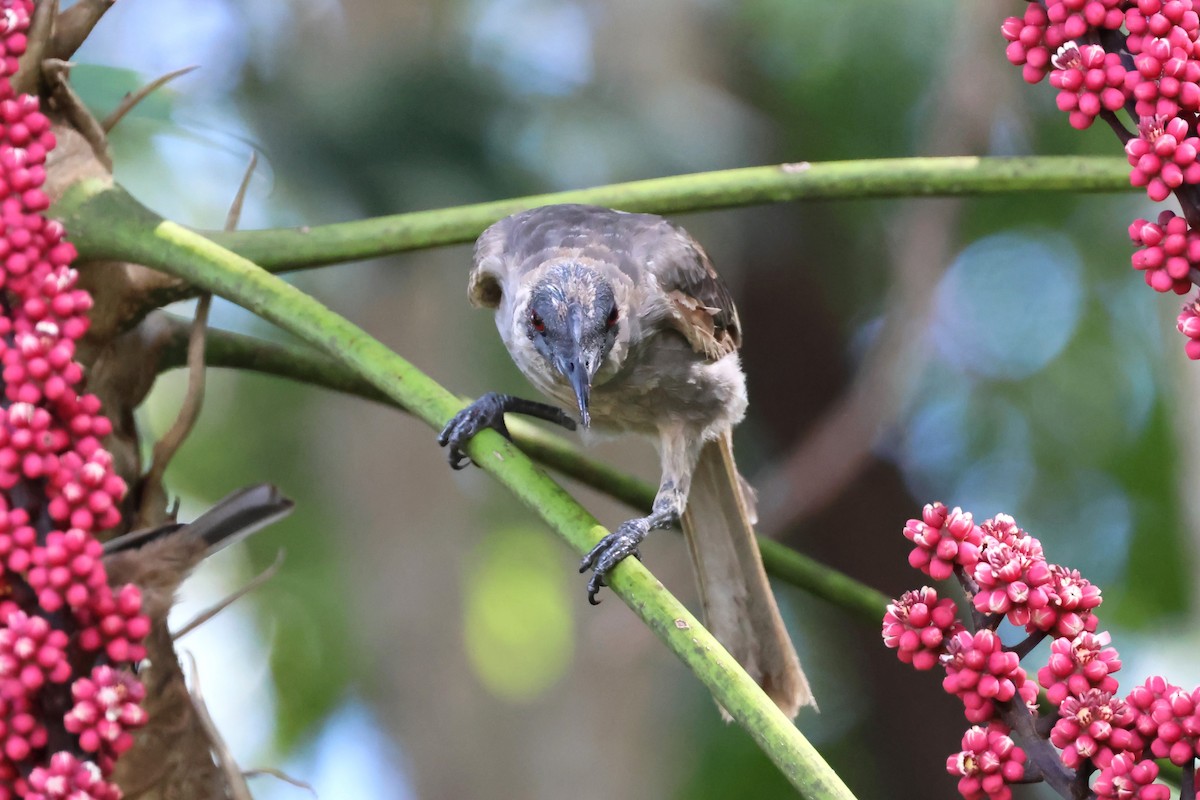 Helmeted Friarbird (Hornbill) - ML613874690