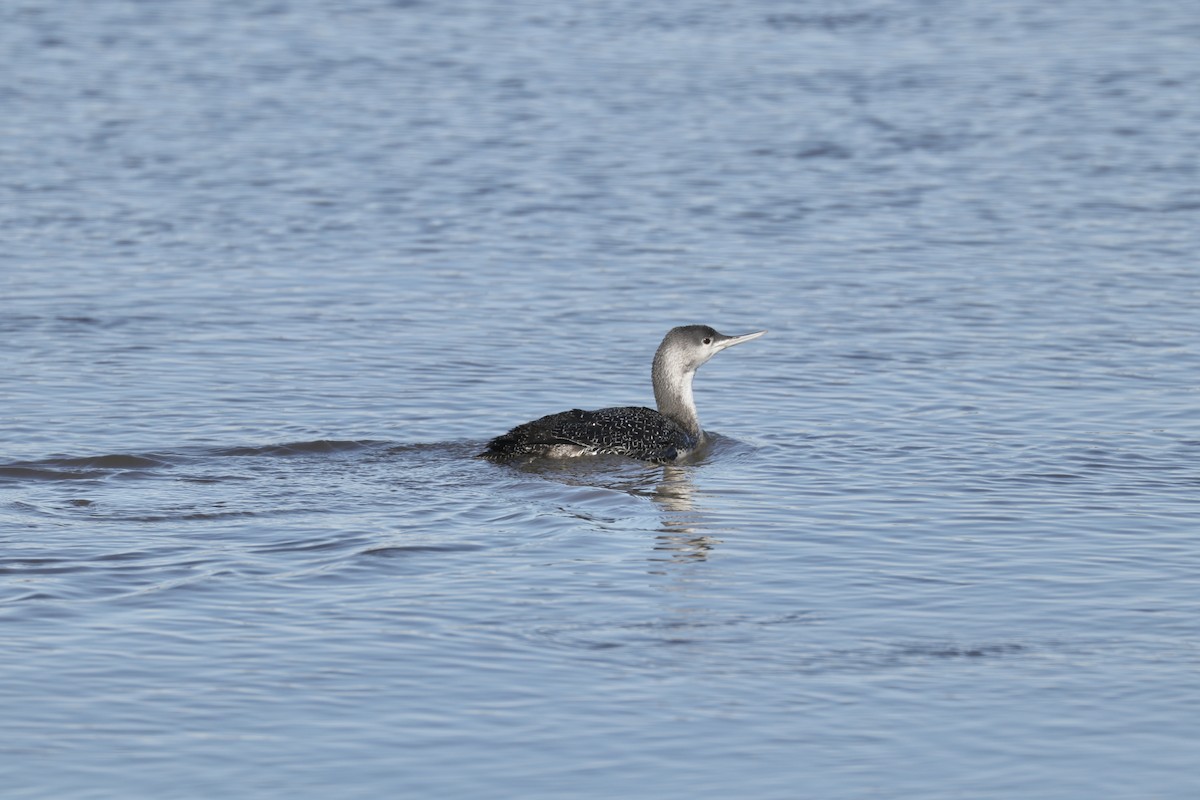 Red-throated Loon - ML613874726