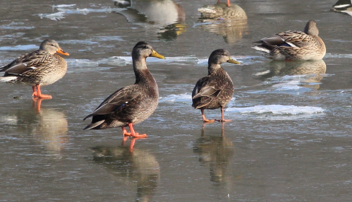 Pennsylvania Bird Atlas Checklist 22 Jan 2024 McKees Rocks Bridge   1200