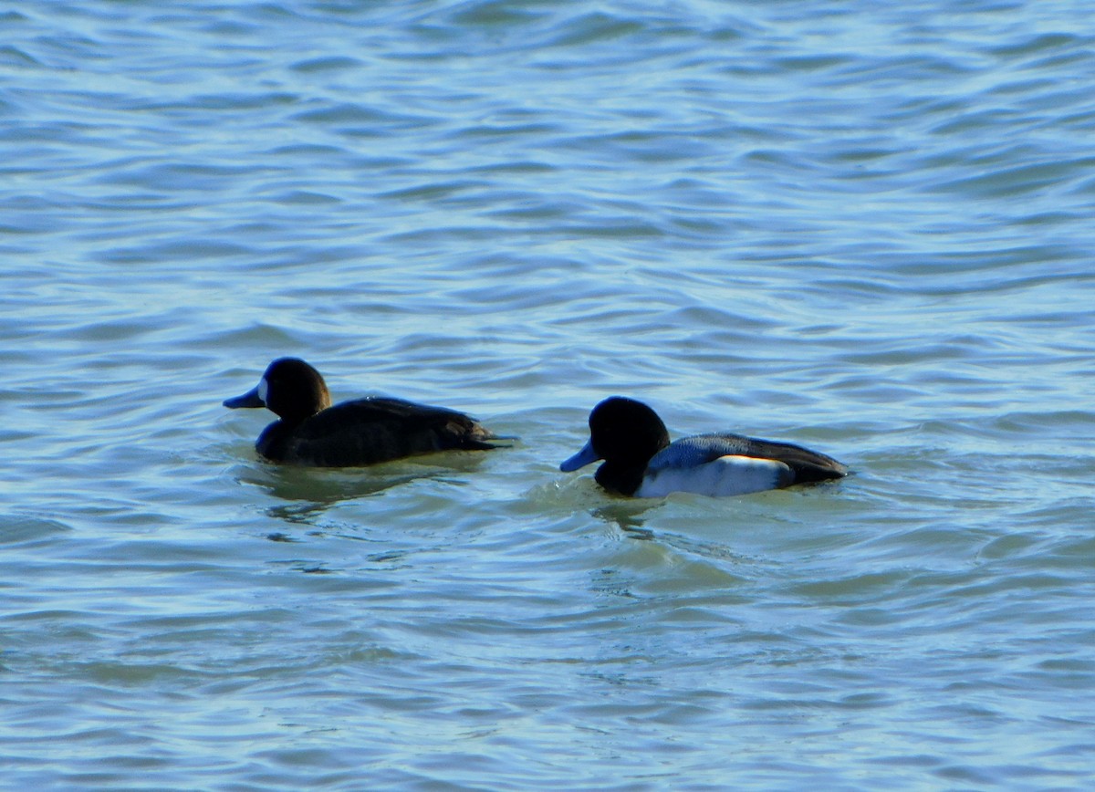 Greater Scaup - ML613875063