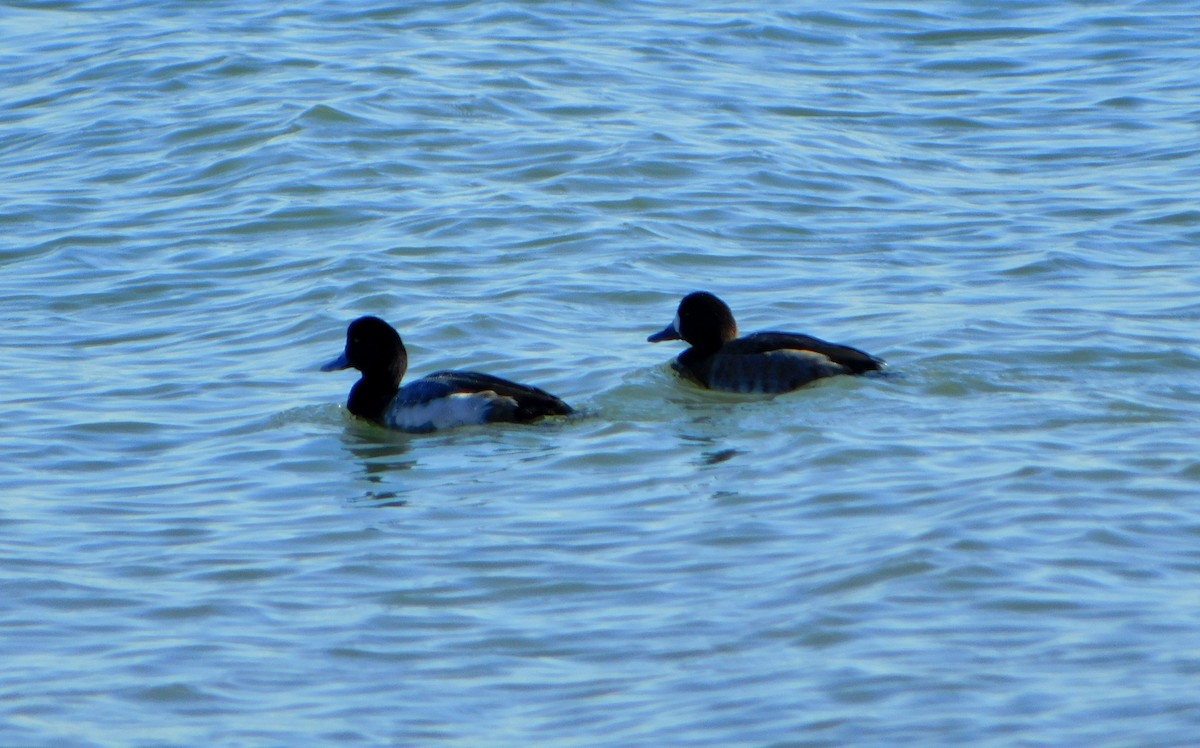 Greater Scaup - ML613875064